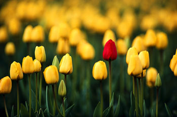 One Red Tulip