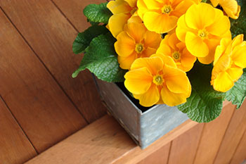 Yellow Flowers