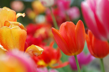 Tulips